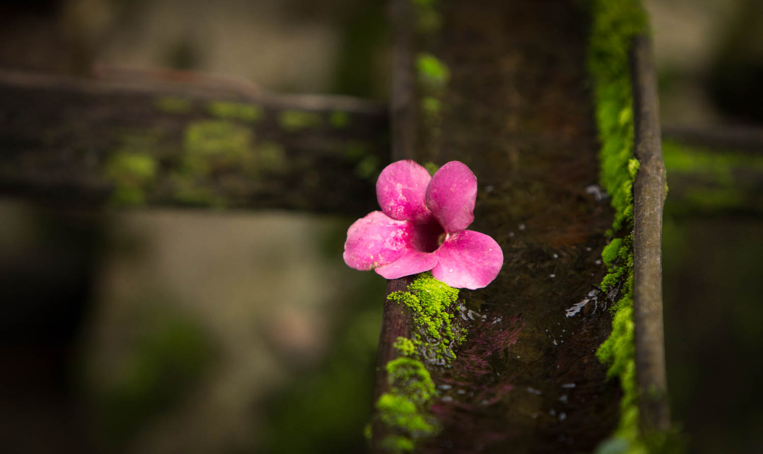 thailand2016_post-16